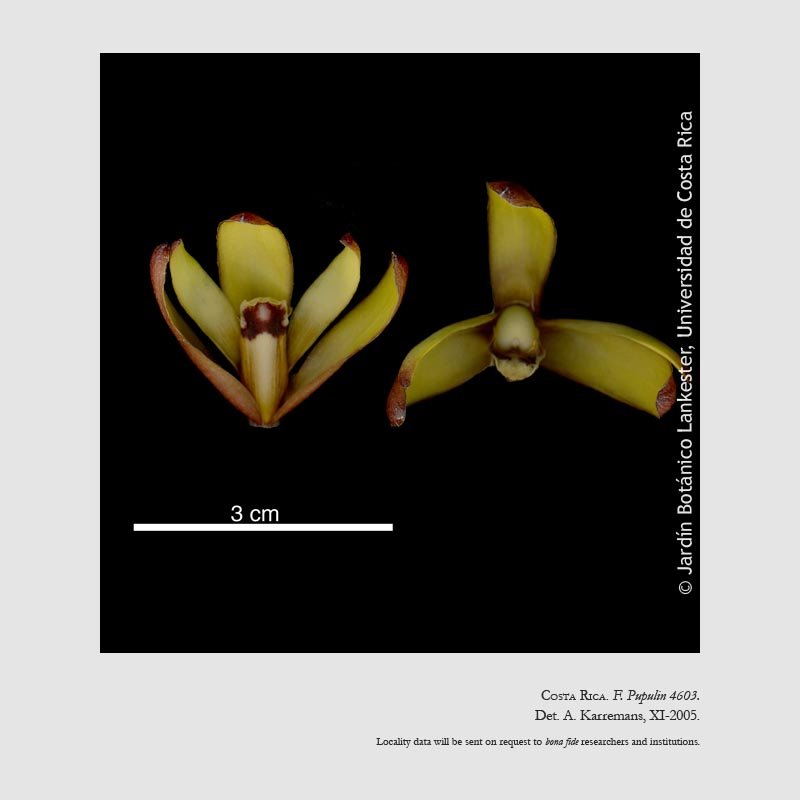 Maxillaria brunnea